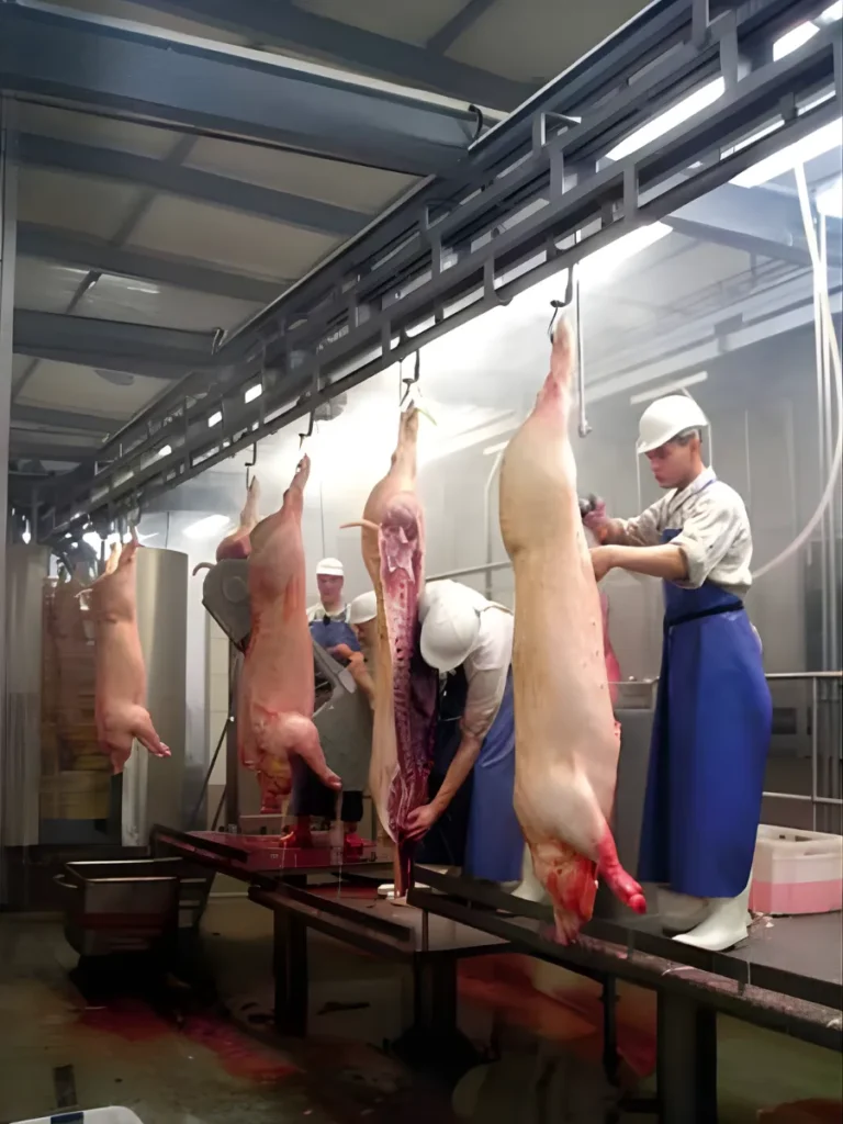 Workers processing pig carcasses on the slaughter line in the clean zone, suspended on the overhead conveyor.